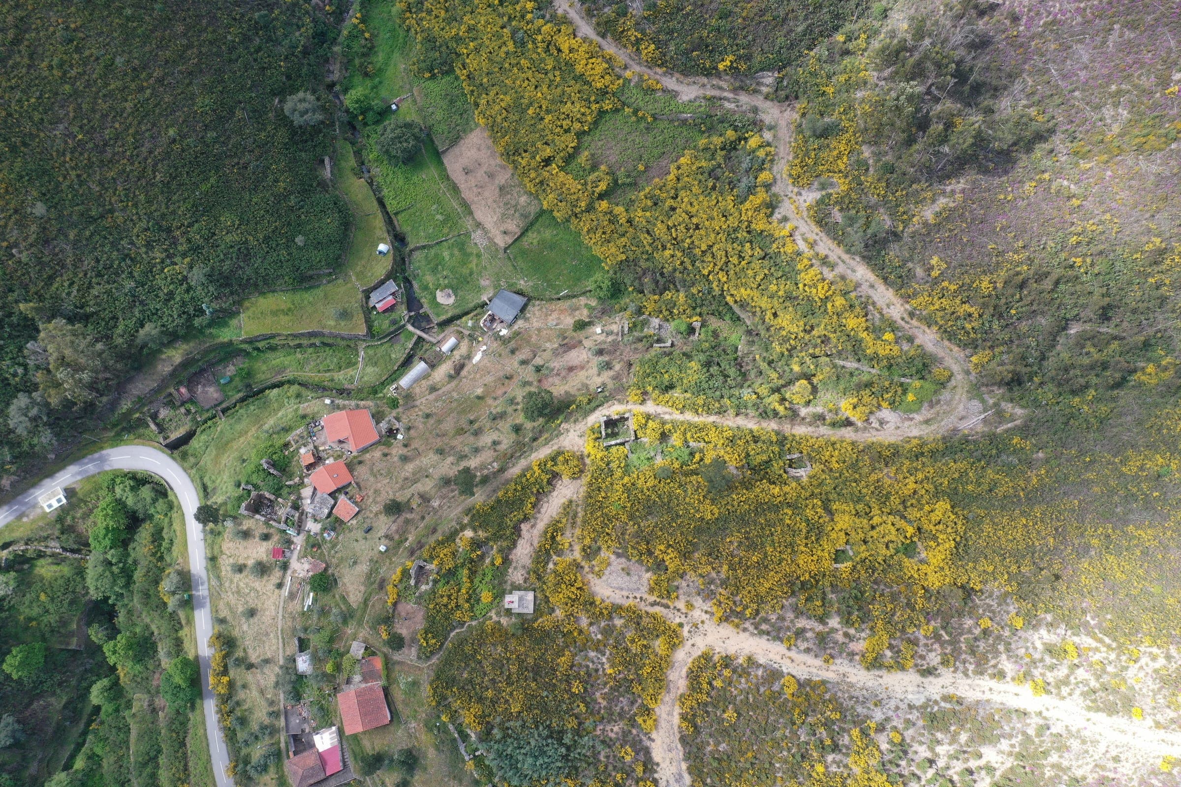 The village straight from above: red roofed houses, terraces, and gorse in yellow bloom